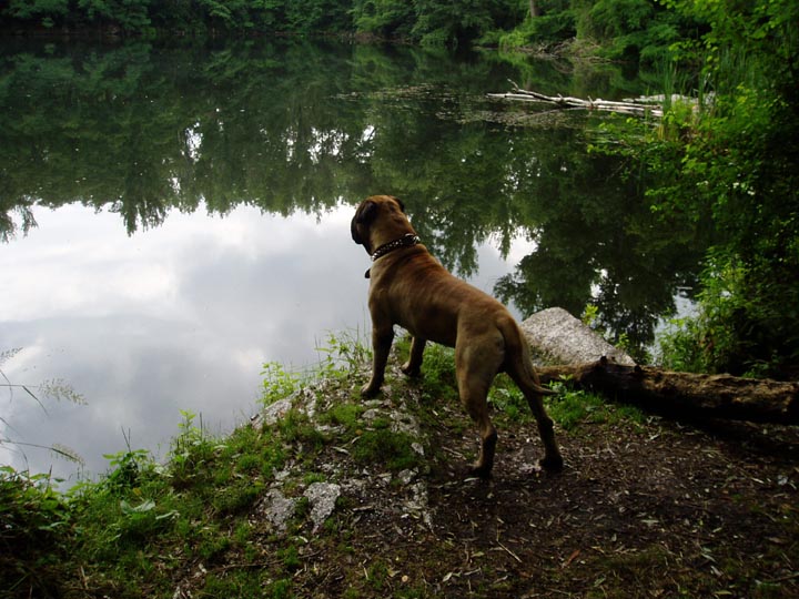 Bulmastif Ps 237 Rasy Amp Auta